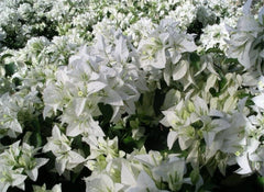 4” Pot Live Rooted Bougainvillea Plant - MAUNA KEA Variety - Colorful Tropical Blooms - Bougainvillea spp.