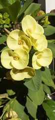 Light Yellow Crown of Thorns Cutting - 1 Count, No Roots - Euphorbia milii