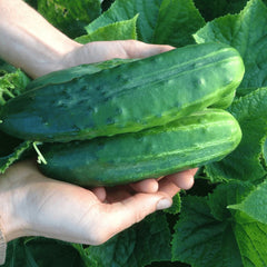 25+ Organic Heirloom Spacemaster 80 Cucumber Seeds - Non-GMO, Fresh, Vegetable Gardening, Cucumis sativus