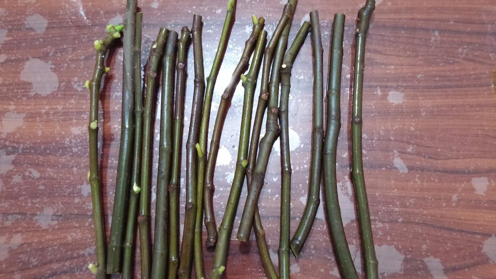 Brown Turkey Fig Cuttings (Ficus carica) - 5 Unrooted 6-8" | Productive & Hardy Sweet Fig | Easy to Grow Fruit Tree for Propagation