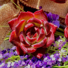 Echeveria ‘LoveBird’ Rare Succulent | Live Plant Bare Root | Easy-Care Home Succulent | Unique Rosette Echeveria for Indoor Decor