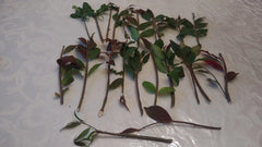 20 Cherry Laurel Cuttings | Fresh Unrooted Starts | Organic Grown | Prunus laurocerasus | Hedge Shrub Tree | Fast Growing Privacy Plant