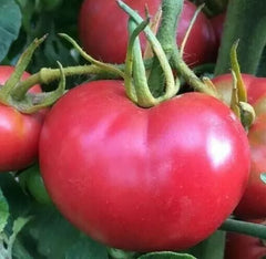 Bradley Tomato Seeds 100+ Pack Culinary Cooking Vegetables Solanum lycopersicum