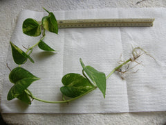 Golden Pothos Bare Root Plant - Devil's Ivy with Three 6"-18" Rooted Vines - Epipremnum aureum