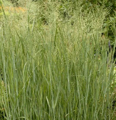 Switch Grass Seeds 500+ Pack, Perennial Ornamental Grass, Panicum virgatum, US Free Shipping