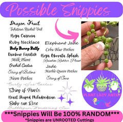 Mystery House Plant Cuttings Set of 6 - Indoor Plant Variety for Home Decor - Ideal for Plant Lovers