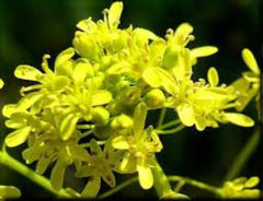 Woad Seeds, 100 Pack, Chinese Woad, Da Qing, Qing Dai, Isatis indigotica, Medicinal Herb Seeds