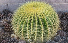 Golden Barrel Cactus Seeds - 100+ Premium Echinocactus grusonii for Planting and Gardening