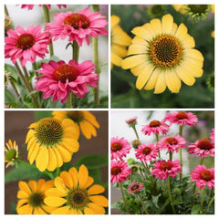 Echinacea Polly Pals Live Perennial Plant Plugs - 4 Baby Plants, Varieties: PollyNation Magenta & Yellow, Echinacea Purpurea