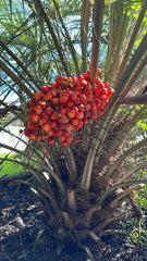 Pindo Palm Saplings - 6-12in - Jelly Palm - Butia capitata - Live Plant for Landscaping and Gardening