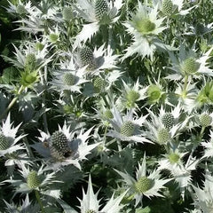 Eryngium giganteum 'Silver Ghost' Sea Holly Seeds - 10 Pack, Drought-Tolerant Perennial, Unique Silver Foliage