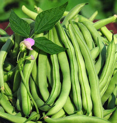 Tendergreen Improved Green Bush Bean Seeds - Stringless, Heavy Producer - 15+ Seeds - USA