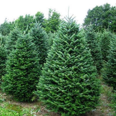 Noble Fir Live Bareroot Tree 10-16" Tall - Abies Procera - Cold Hardy Plant for Zones 5-6