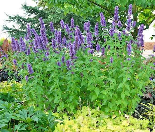 Purple Giant Hyssop Seeds - 100+ Count, Native Wildflower, Drought Tolerant, Heat & Cold Resistant, Pollinator Friendly (Agastache scrophulariifolia)