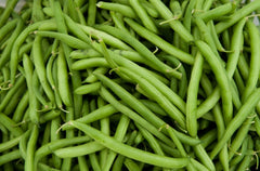Contender Green Bean Seeds - Fresh Green Bean Seeds for Planting - Phaseolus vulgaris - Free Shipping
