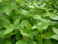 Lemon Basil Seeds - Fresh Basil Seed Variety - Ocimum basilicum 'Citriodorum'