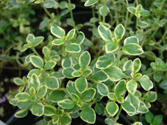 Lemon Thyme Seeds 500+ Broad-Leaved Herb Perennial Thymus Pulegioides USA