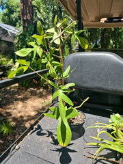 XL Philodendron Florida Red Stem Plant - 10 Leaves - Not Pedatum squamiferum - Indoor Houseplant