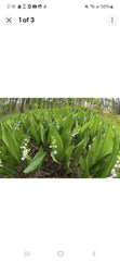 Lily of the Valley Plants - Perennial Bare Roots (50) - Convallaria majalis - Fragrant Ground Cover for Gardens