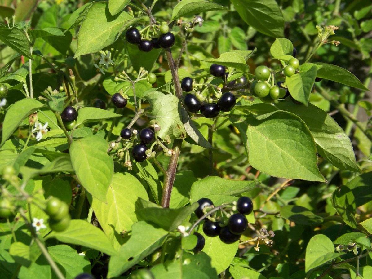 Huckleberry Seeds - 45 Pack - Garden Huckleberry - Vaccinium spp. - GroCo USA - Buy 15 Ships Free