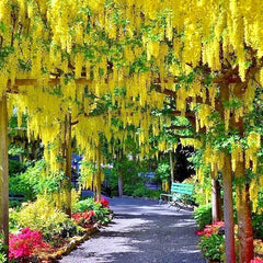 Golden Chain Tree Seeds - Laburnum anagyroides - Wisteria-Like Flowering Plant - Ornamental Garden Seeds