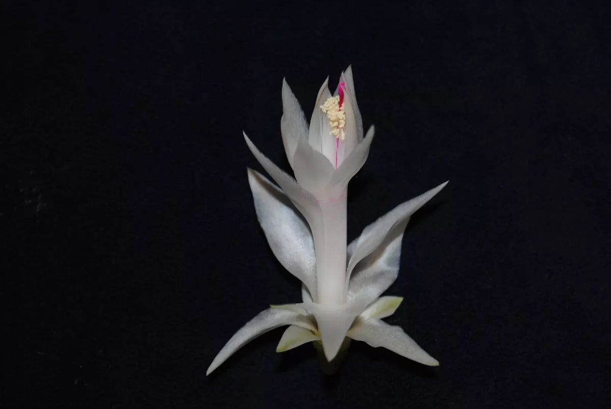 Christmas Cactus Starter Plant - Small Healthy Schlumbergera Truncata - Perfect for Home Decoration or Gifting