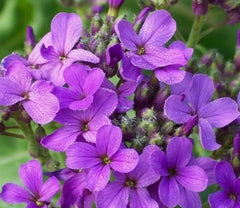 Dame's Rocket Flower Seeds 500+ Biennial Purple Blooms Hesperis matronalis for Garden Bees