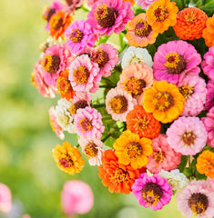 Zinnia Seeds Pack - 500 Non-GMO Petite Dwarf Button Box Mix - Colorful Annual Flowers for Garden Planting