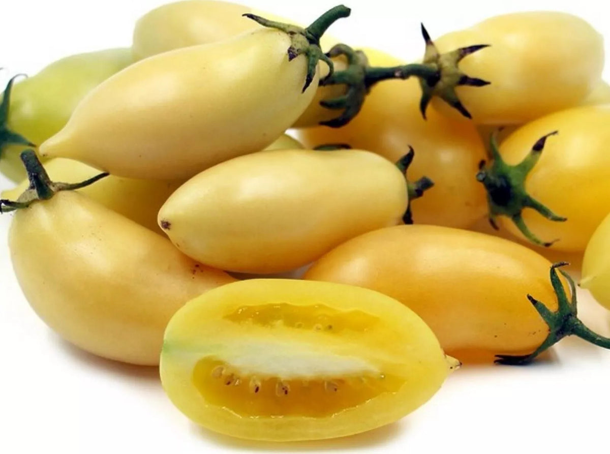 Cream Sausage Tomato Seeds - Heirloom Organic Non-GMO - 30+ Rare Seeds for Home Gardening - Solanum lycopersicum