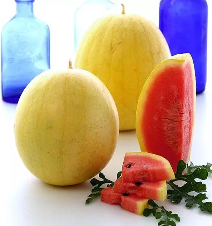 Golden Midget Watermelon Seeds - 12 Heirloom Non-GMO Organic Seeds - Mini Variety - Citrullus lanatus