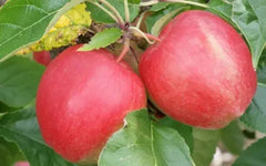 Saturn Apple Seeds - 25+ Count for Garden Planting - Malus domestica - USA Grown