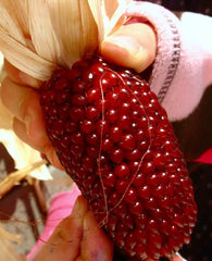 1000+ Strawberry Ruby Corn Seeds - Organic Heirloom Popcorn - Sweet & Rare - Zea Mays Everta