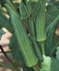 Okra Seeds, 500 Count, Heirloom Emerald Variety, Non-GMO, Garden Okra, Abelmoschus esculentus