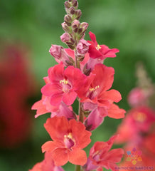 Chantilly Deep Orange Snapdragon Seeds - 1000+ Pack - Antirrhinum majus - USA Grown - Free Shipping