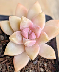 Ghost Plant - 2" Potted Pink Graptopetalum paraguayense - Succulent, Drought-Tolerant, Indoor/Outdoor Houseplant