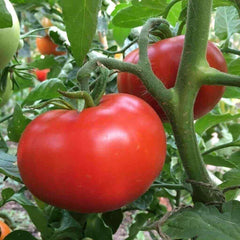 Sub Arctic Plenty Tomato Seeds - 25 Count - Early Ripening Variety (45-50 Days) - Ideal for Home Gardens
