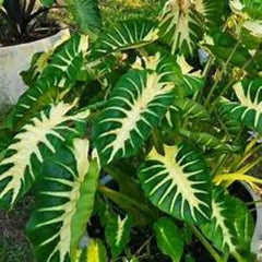 Maui Sunrise Colocasia esculenta - Small Rooted Starter Plant - Royal Hawaiian Taro