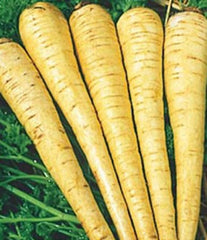 All American Parsnip Seeds - 200+ Non-GMO Seeds - Pastinaca sativa - Heirloom Vegetable Seeds for Home Gardening