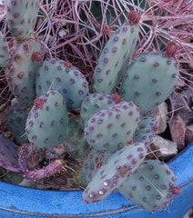 African Violet Leaves - 2 Pack - Buckeye Exotic Dancer - Saintpaulia ionantha