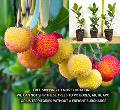 Compact Strawberry Tree Specimen - Shrub, Evergreen, Red Fruit, Arbutus unedo 'Compacta'
