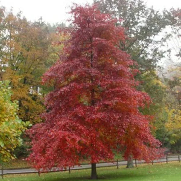 Blackgum Tree Live Plant Set of 2, 16-24 Inches, Nyssa sylvatica, Bare Root, Hardy Zones 5-9, Freshly Dug