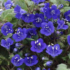 California Bluebell Seeds - 100+ Non-GMO Seeds - Campanula Medium - Perfect for Gardens and Pollinator Attracting