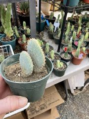 Beavertail Cactus 4" Opuntia basilaris - Drought-Tolerant Succulent Plant for Indoor or Outdoor Gardens