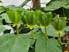 Devils Cotton Seeds 30 Pack for Planting - Abroma augusta, Organic, Non-GMO, Rare Flowering Plant Seeds