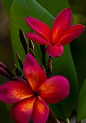 Red Root Plumeria Plant in 3 Inch Pot, Rooted from Seeds, Tropical Flowering Plant, Plumeria rubra