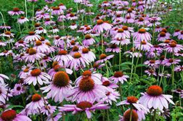 Purple Coneflower Seeds, 1000 Seeds, Echinacea purpurea, Beautiful Purple Coneflowers for Gardens and Pollinator Habitats