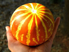 Queen Anne's Pocket Melon Seeds - 10 Seeds - Heirloom Variety - Cucumis melo