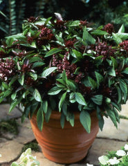 Basil Seeds 500 Count Siam Queen Thai Culinary Herb Non-GMO - Ocimum basilicum
