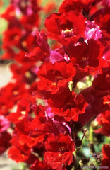 La Bella Red Snapdragon Seeds - 1000+ Pack - Antirrhinum majus - Garden Planting - USA