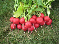 Champion Radish Seeds - 50+ Heirloom Organic Non-GMO Seeds - Raphanus sativus